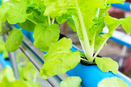 Close up shot hydroponic vegetable farmの写真素材