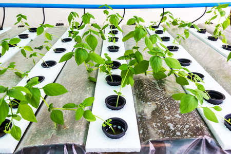 Close up shot hydroponic vegetable farmの写真素材