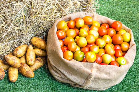 fresh ripe organic vegetables on green grass.の写真素材