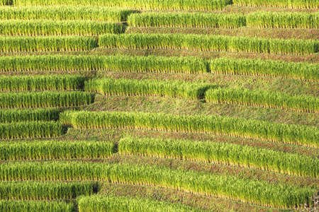 Pattern of paddy fieldの写真素材