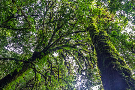 Close up shot tree in rain forest.の写真素材