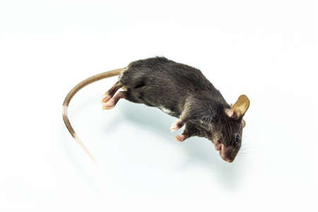 Close up shot dead rat on isolate white background.の写真素材