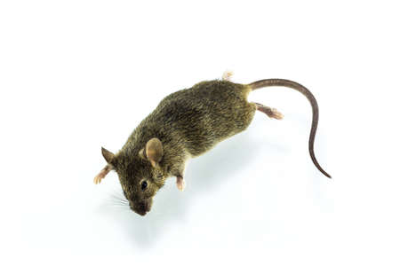 Close up shot dead rat on isolate white background.の写真素材