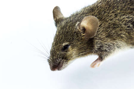 Close up shot dead rat on isolate white background.の写真素材