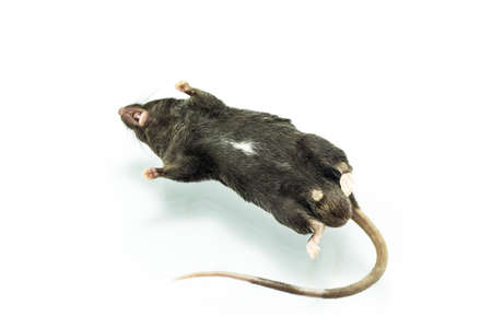 Close up shot dead rat on isolate white background.の写真素材