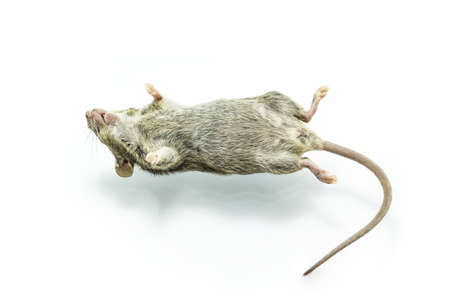 Close up shot dead rat on isolate white background.の写真素材