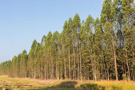 Eucalyptus tree forest in Thailand, plants for paper industryの写真素材
