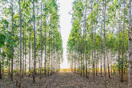 Eucalyptus tree field.の写真素材