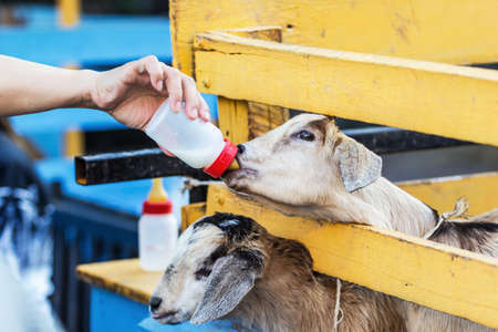 Feeding goat with a bottle of milkの写真素材