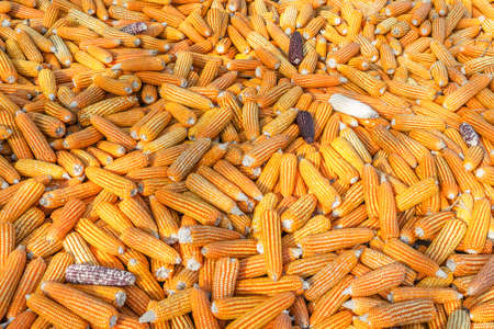 Pattern of Dried corn background.
