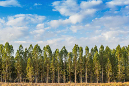 Eucalyptus tree forest in Thailand, plants for paper industry.の写真素材