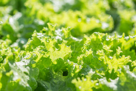 Close up shot Fresh green lettuce.の写真素材