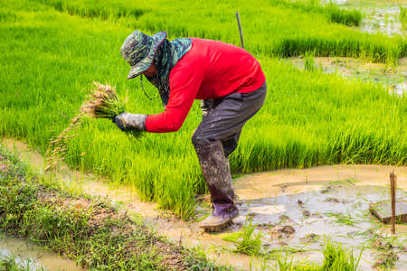 Thai rice farmer working in paddy field.