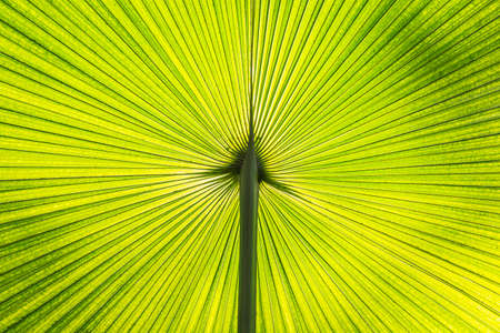 Close up shot texturte of Palm leafの写真素材