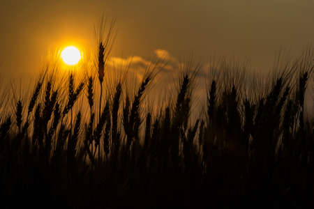 Silhouette of barley on a sundown backgroundの写真素材