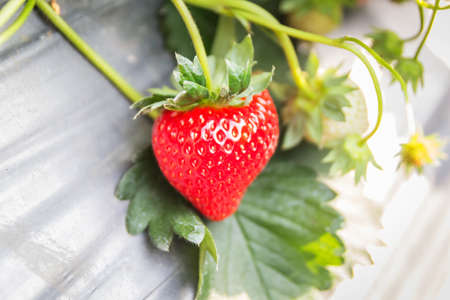 Strawberry fruits on the branch in the planting strawberry.の写真素材