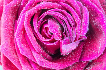 Close up macro shot of a Pink rose and bubbles.の写真素材