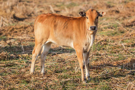 Portrait shot brown calf in the field.の写真素材