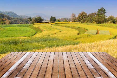 Landscape shot paddy field shoot from the terraceの写真素材