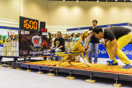 CHIANG MAI, THAILAND - FEBRUARY 28 : Dog owners are cheering for it to drag heavy objects 1600 kg in Thailand International dog show & pet variety on Feb 28, 2015 in Chiangmai, Thailand.のeditorial素材