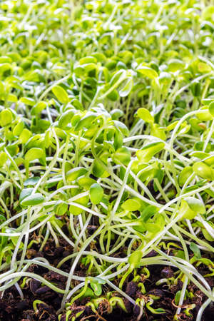 Close up shot Sunflower sprouts in nursery tray.の写真素材