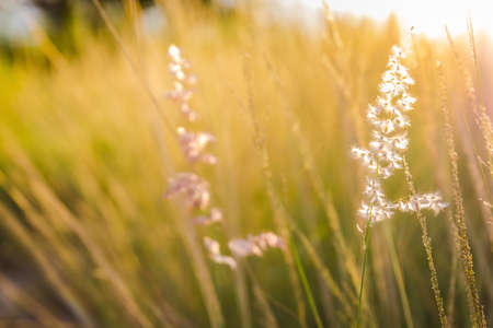 Nature background Golden light with grass flowerの写真素材