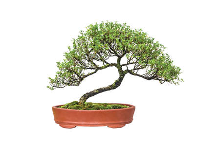 Close up shot Bonsai on isolate white backgroundの写真素材