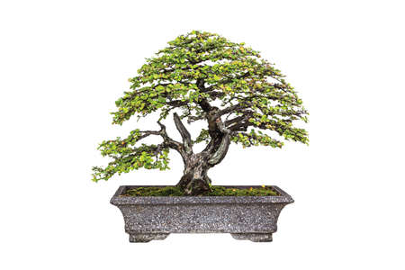 Close up shot bonsai in pots on isolate white backgroundの写真素材