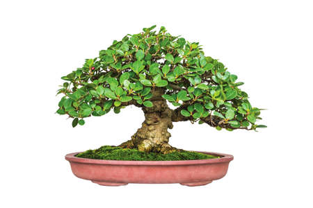 Close up shot bonsai on isolate white backgroundの写真素材