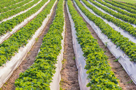 Pattern of strawberry plantの写真素材