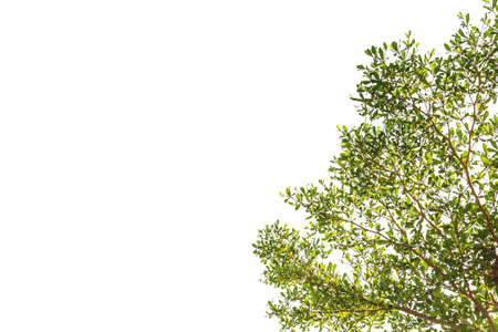 A photo of Green leaf on isolate white background, Branch of Terminalia ivorensis Chev on isolate white backgroundの写真素材