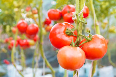 Closeup photo of tomatoes on the branchの写真素材