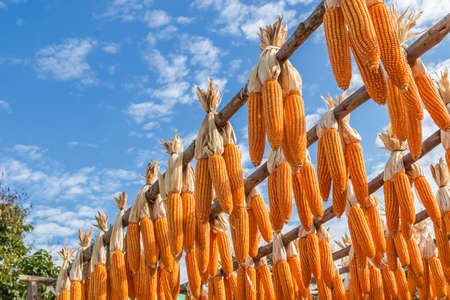 A photo of dry corns on the rail with blue sky backgroundの写真素材