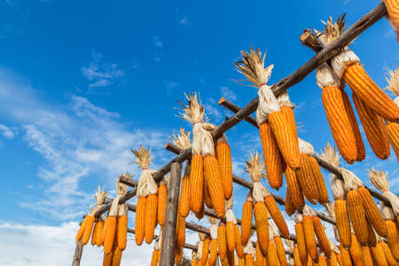 A photo of dry corns on the rail with blue sky backgroundの写真素材