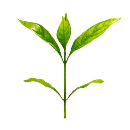 A photo of Small plant on isolated white background with clipping pathの写真素材