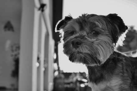 Old faithfullの写真素材