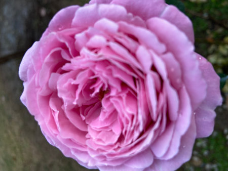 Beautiful pink rose flower in the garden on a sunny day.の写真素材