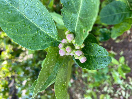 Close up of pink flowers with water droplets on green leaves.の写真素材