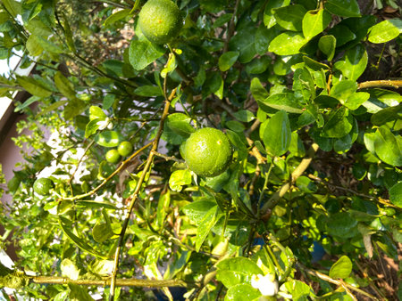 Lime fruit on the tree in the garden. Limes on the tree.の写真素材