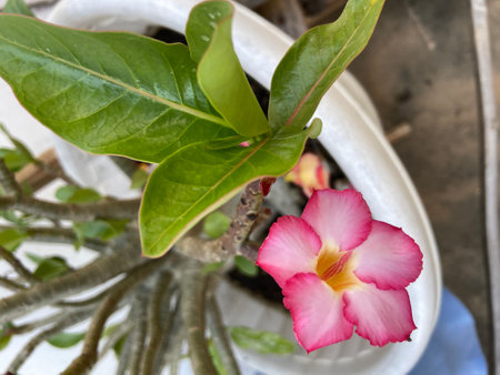 Desert Rose or Impala Lily or Mock Azalea flowerの写真素材
