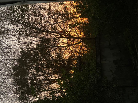 Silhouette of a tree in the background of the setting sunの写真素材