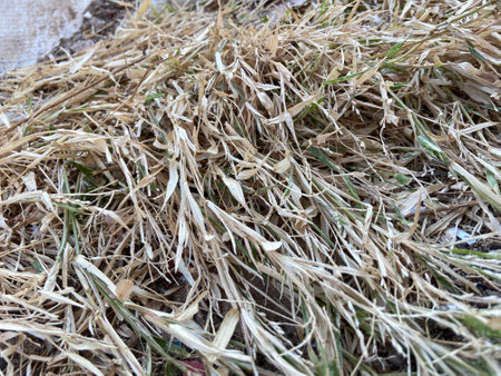 Dry grass on the field after harvesting. Close-up.の写真素材