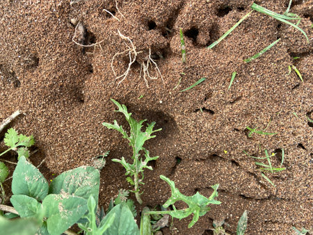 Ants nest on the ground, Ants nest on the groundの写真素材