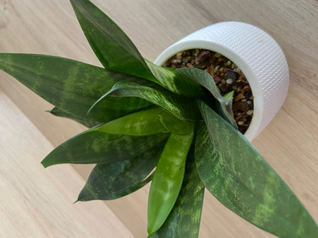 Aloe vera plant in a white pot on a wooden backgroundの写真素材