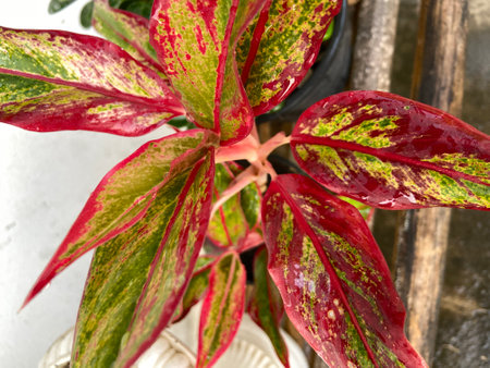 Variegated Aglaonema leaves in a pot on a white backgroundの写真素材