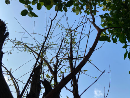 Tree branches on blue sky background. Close up of tree branches with blue sky background.の写真素材
