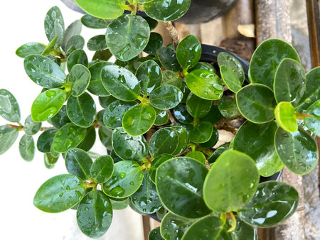 Green plant with water droplets on the leaves in a pot.の写真素材