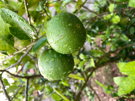 Lime fruit on the tree with green leaves in the garden.の写真素材