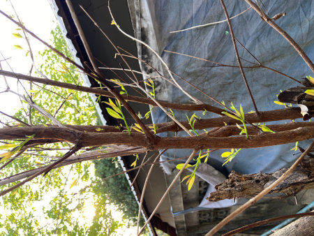 Branch of tree with green leaves in the garden, Thailand.の写真素材