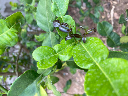 Kaffir lime tree in the garden. Kaffir lime tree is a species of tree in the family Lamiaceae.の写真素材